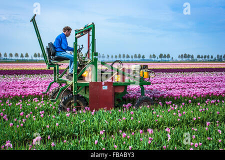 Landmaschine, in der Nähe von Keukenhof, Niederlande Stockfoto