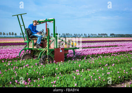 Landmaschine, in der Nähe von Keukenhof, Niederlande Stockfoto