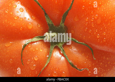 Fresh and plump beefsteak tomato close up on center stalk Stockfoto