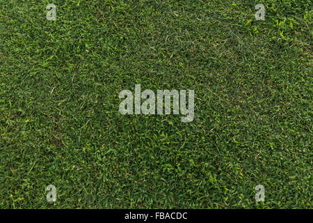 Green Grass Textur Stockfoto