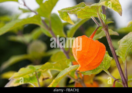 Chinesische Laterne, Winterkirsche, Blase Kirsche, Frucht, Lampionblume, Blasenkirsche, Judenkirsche, Frucht, Physalis Alkekengi Stockfoto