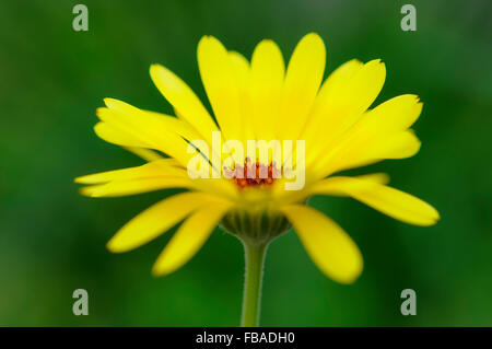 Leuchtend gelbe Calendula Officinalis (Ringelblume) Blume mit einem reichen grünen Hintergrund. Stockfoto