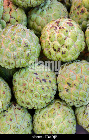 Pudding Äpfel (Cherimoya) zum Verkauf an Mapusas lebhaften Freitagsmarkt, Mapusa, Nord-Goa, Indien Stockfoto