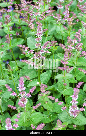 Salvia napifolia Kräuterbett Stockfoto