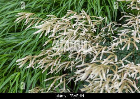 Japanische Wald Rasen Hakonechloa Macra, Aruncus Aethusifolius "Woldemar Maier" Stockfoto