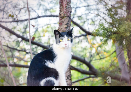 Katze Stockfoto