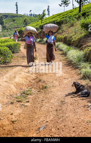 Frauen, die Arbeiten an einer Teeplantage bringen ihre Ernte gewichtet werden, Bezirk Hatton, Nachbarschaft Adam's Peak-Sri Lanka Stockfoto