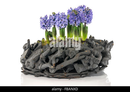 violetten Hyazinthen auf Holzkonstruktion isoliert auf weißem Hintergrund Stockfoto