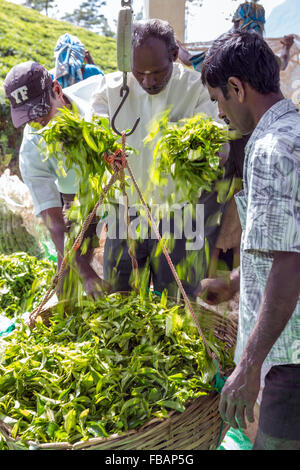 Frauen, die Arbeiten an einer Teeplantage bringen ihre Ernte gewichtet werden, Bezirk Hatton, Nachbarschaft Adam's Peak-Sri Lanka Stockfoto