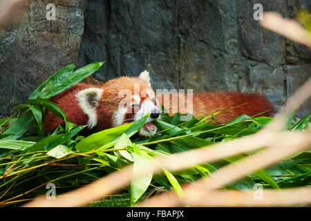 Süße rote Panda Festlegung Stockfoto