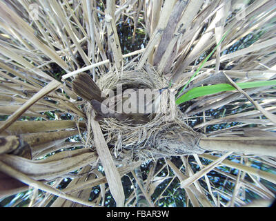 Das Nest der Drosselrohrsänger in der Natur. Russland. Russland, Rjasan (Ryazanskaya Oblast), Stadtteil Pronsky. Stockfoto