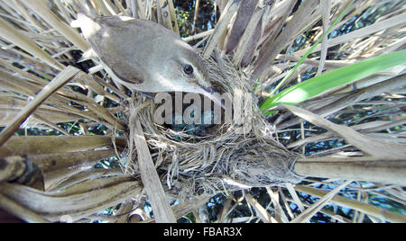 Das Nest der Drosselrohrsänger in der Natur. Russland. Russland, Rjasan (Ryazanskaya Oblast), Stadtteil Pronsky. Stockfoto