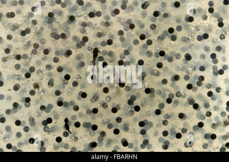 Gemeinsame Frogspawn (Rana Temporaria) und Air Bubbles Muster mit Kaulquappen im Gartenteich, Bentley, Suffolk, UK, April Stockfoto