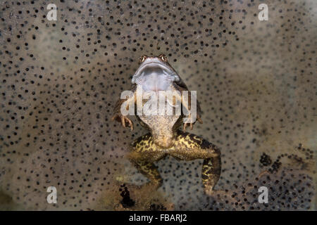 Grasfrosch (Rana Temporaria), Unterwasser, umgeben von Frogspawn, zeigt Muster und Farbe auf hinteren Beinen, im Gartenteich, B