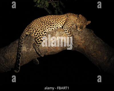 Männliche leopard Panthera pardus bei Nacht in Ruhe drapiert entlang der riesigen Feigenbaum in Ruaha NP Tansania Stockfoto