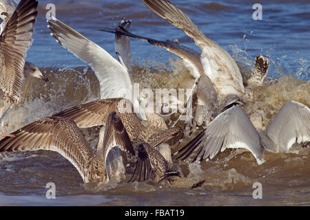 Heringsmöwen Larus argentatus füttert in einer rauen See an der Norfolk Küste Stockfoto