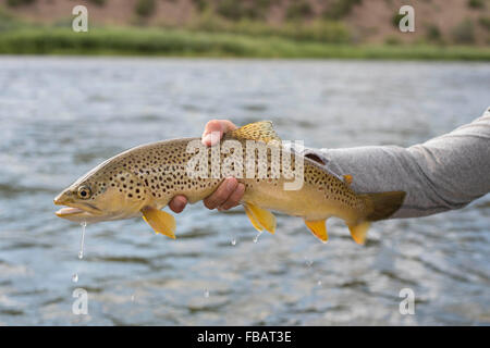 Hält eine Bachforelle gefangen auf dem Green River in Utah Stockfoto