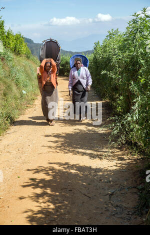 Teepflückerinnen auf einer Plantage in Nuwara Eliya in der Nähe von Kandy, Sri Lanka, Asien Stockfoto