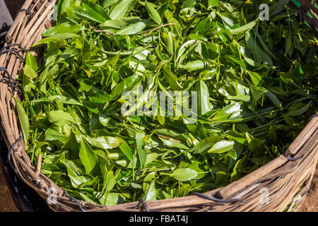 Landschaft der Teeplantage, Nachbarschaft Nuwara Eliya, Hochland, Sri Lanka Stockfoto