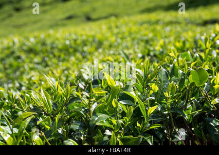 Landschaft der Teeplantage, Nachbarschaft Nuwara Eliya, Hochland, Sri Lanka Stockfoto