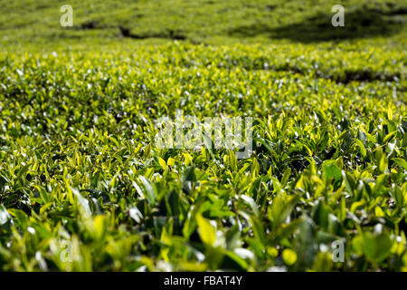 Landschaft der Teeplantage, Nachbarschaft Nuwara Eliya, Hochland, Sri Lanka Stockfoto