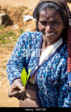 Tamil Tea Picker Hand umklammert nur gezupfte verlässt. (Camellia Sinensis) Stockfoto