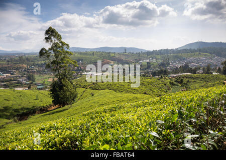 Landschaft der Teeplantage, Nachbarschaft Nuwara Eliya, Hochland, Sri Lanka Stockfoto