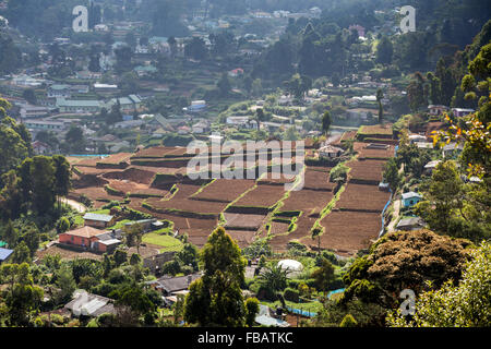 Landschaft der Teeplantage, Nachbarschaft Nuwara Eliya, Hochland, Sri Lanka Stockfoto