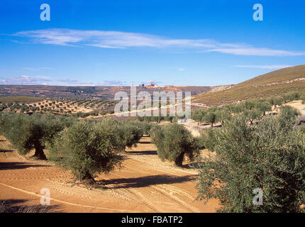 Olivenhaine. Morata de Tajuña, Provinz Madrid, Spanien. Stockfoto