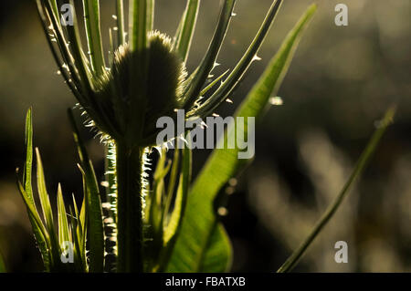 Quasten Sie Blume (Dispacus Fullosum) Kopf Hintergrundbeleuchtung mit warmen Sonnenlicht. Stockfoto