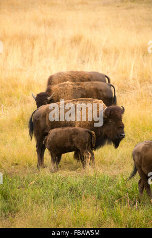 Teil einer Herde von Bison, einschließlich ein junges Kalb Pflege, Beweidung in den Wüsten-Beifuß-Ebenen von Lamar Valley im Yellowstone Park Stockfoto