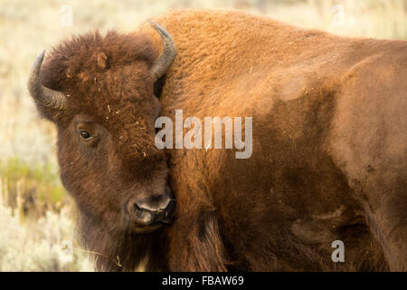 Einzige großen Bison, mit Kopf drehte sich neugierig, zu Fuß in den Wüsten-Beifuß-Ebenen des Lamar Valley in Yellowstone. Stockfoto