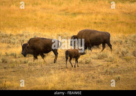 Paar von Erwachsenen Bison mit einem jungen Kalb, Beweidung in den Wüsten-Beifuß-Ebenen des Lamar Valley im Yellowstone-Nationalpark, Wyoming Stockfoto