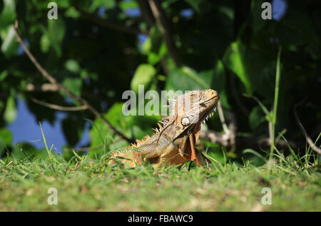 Einen Leguan, fotografiert in der Nähe der Stadt Grand Case, St. Martin in den französischen Antillen Stockfoto