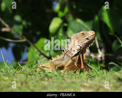 Einen Leguan, fotografiert in der Nähe der Stadt Grand Case, St. Martin in den französischen Antillen Stockfoto