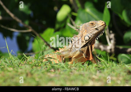 Einen Leguan, fotografiert in der Nähe der Stadt Grand Case, St. Martin in den französischen Antillen Stockfoto