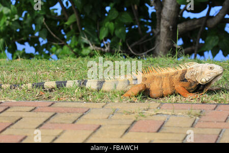 Einen Leguan, fotografiert in der Nähe der Stadt Grand Case, St. Martin in den französischen Antillen Stockfoto