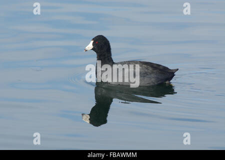 Amerikanisches Blässhuhn (Fulica Americana) auf See schwimmen Stockfoto