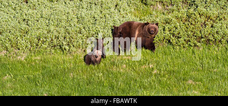 Grizzly Bear #399 führt ihre drei jungen durch eine Lichtung im Willow Flats Grand-Teton-Nationalpark, Wyoming Stockfoto