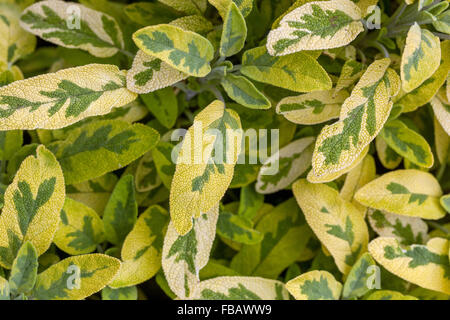 Salvia officinalis 'Icterina' aromatischen Blätter, Garten Kraut geeignet für den Einsatz in der Küche Stockfoto