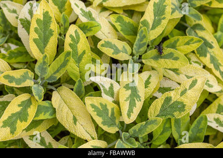 Salvia officinalis Icterina Variegated Goldener Salbei dekorativ aromatisch Salvieblätter kulinarische Kräuter Pflanzen Salvia Ictarina Pflanze Blätter Ränder Kraut Stockfoto