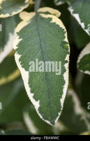 Salvia officinalis 'Creme de la Creme" Zier- und aromatische Kraut Blätter Stockfoto