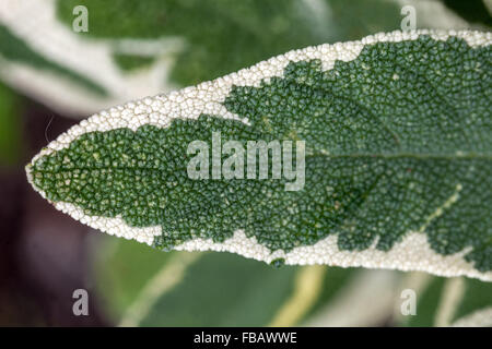 Salvia officinalis 'Creme de la Creme' dekoratives und aromatisches Kräuterblatt Stockfoto