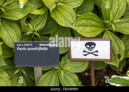 Giftiges Pflanzenzeichen Paris quadrifolia Blätter, warnt giftige Pflanzen im Garten Stockfoto