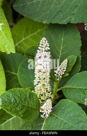 Blühende indischen Pokeweed, indische Poke, Phytolacca acinosa Syn. Esculenta Stockfoto