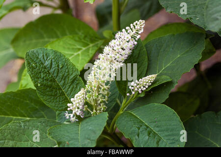 Blühende indischen Pokeweed, indische Poke, Phytolacca acinosa Syn. Esculenta Stockfoto