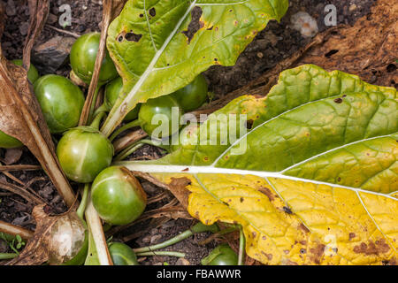 Alraune, Mandragora officinarum Stockfoto