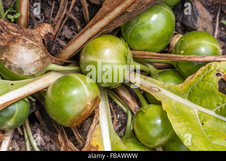 Mandrake, Mandragora officinarum, aus der Art geschlagen Stockfoto