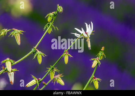 Michauxia tchihatchewii, Catherine Wheel Blume blühen Stockfoto