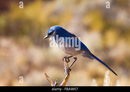 Ein Bluebird Mountain befindet sich auf der Oberseite eine Filiale im Arches National Park, Utah. Stockfoto